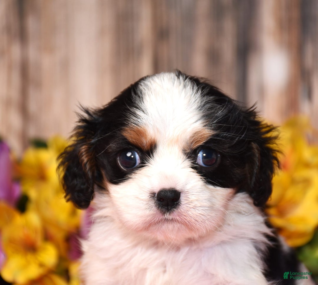 Cavalier King Charles Spaniel dogs for sale: Everest - Ad 6