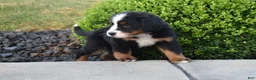 Bernese Mountain Dog dogs for sale: Nova - Ad 3