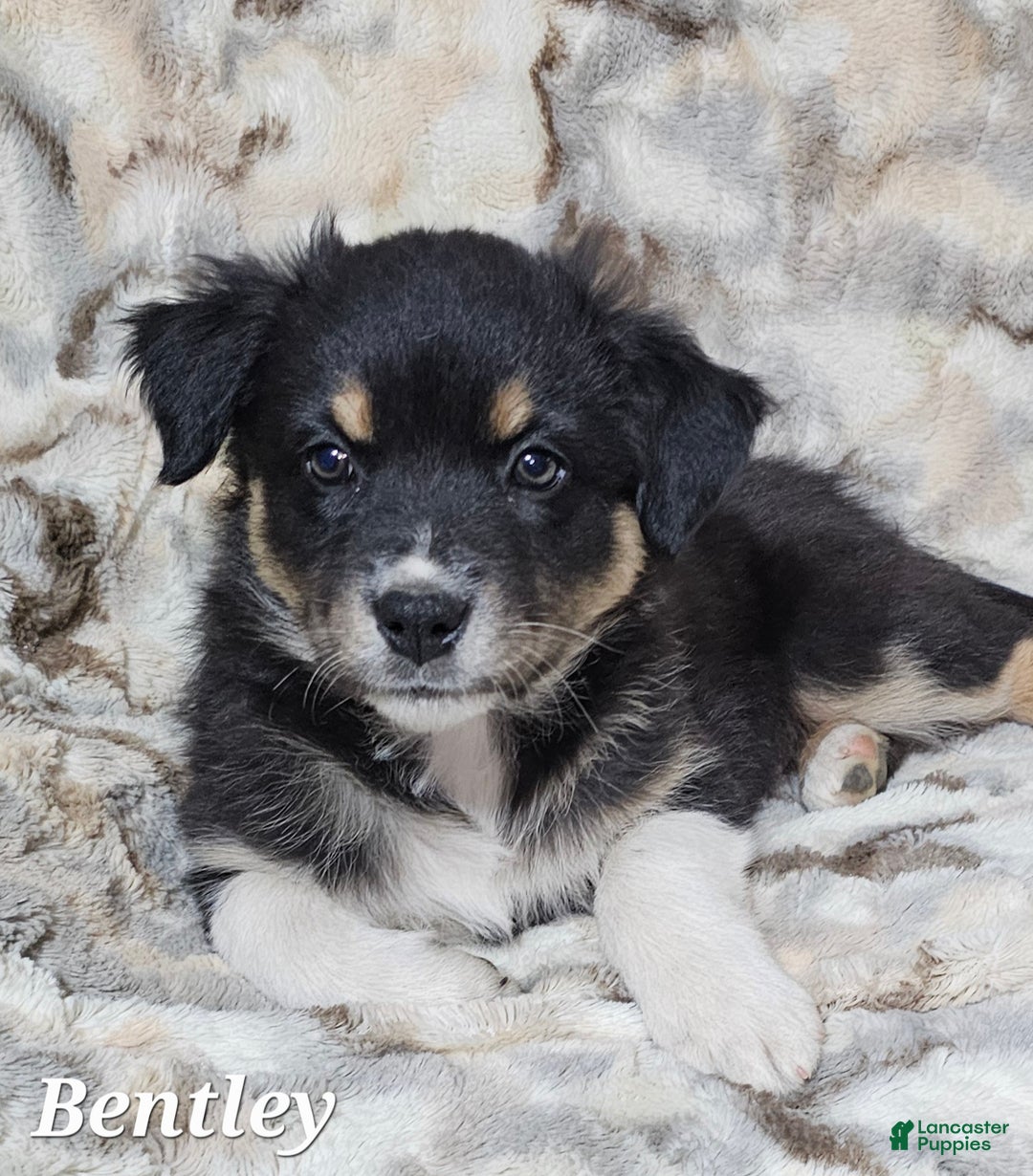 Australian Shepherd dogs for sale: BENTLEY  - Ad 5