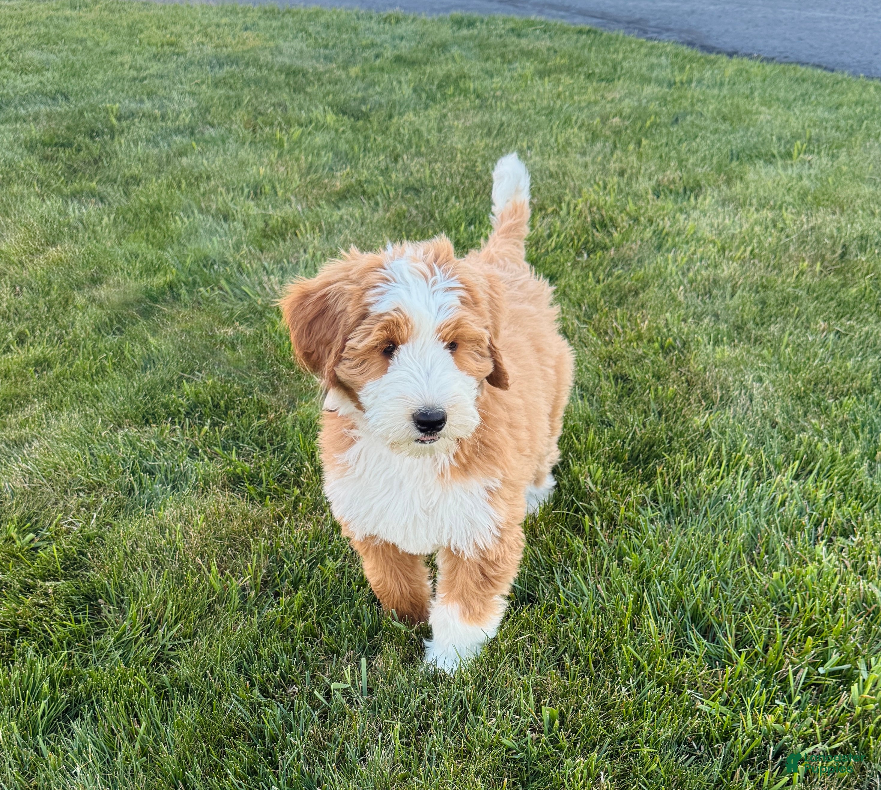 Bernedoodle dogs Maddie - Ad 1