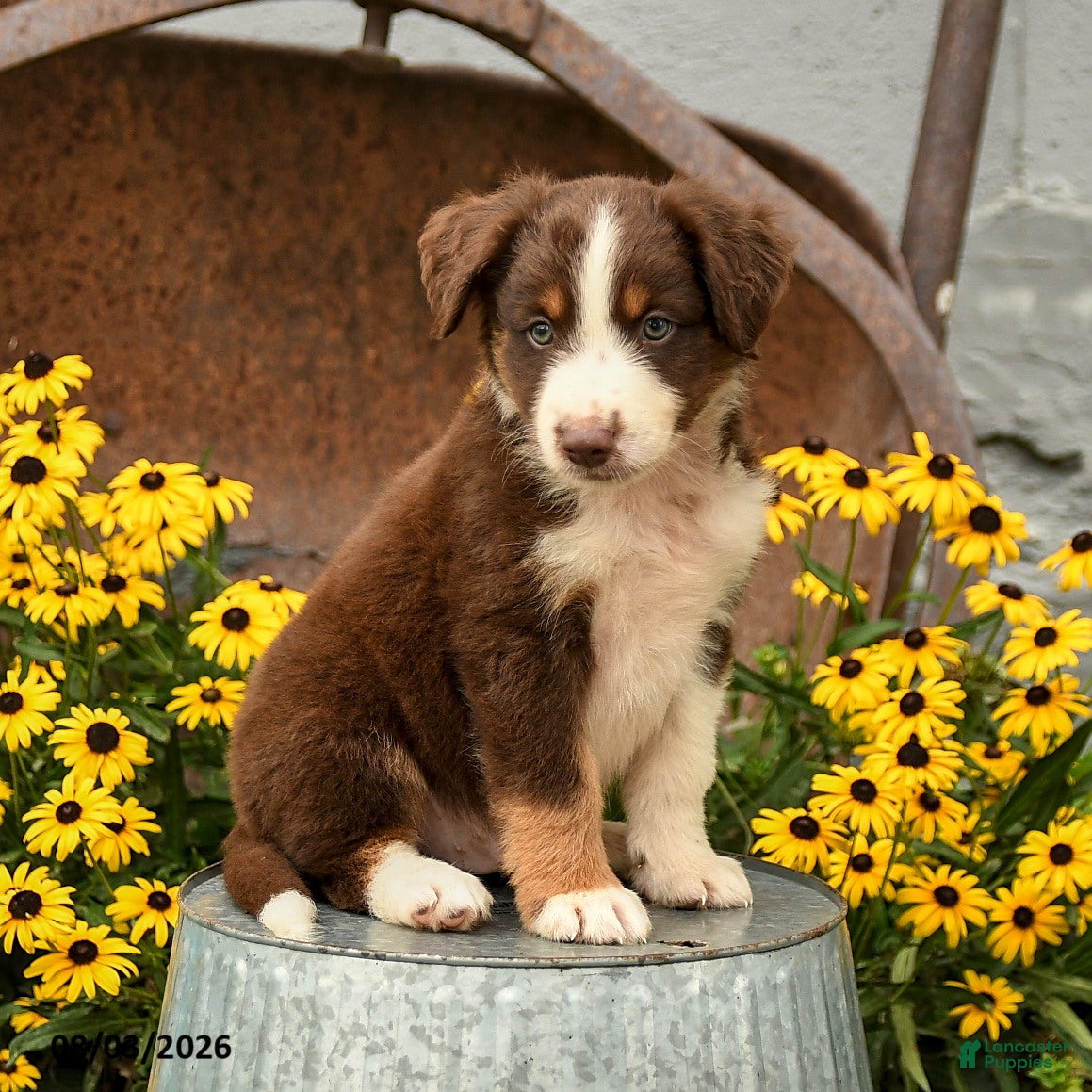 Australian Shepherd dogs Fletcher - Ad 1