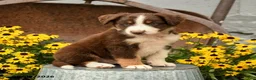 Australian Shepherd dogs for sale: Fletcher - Ad 1