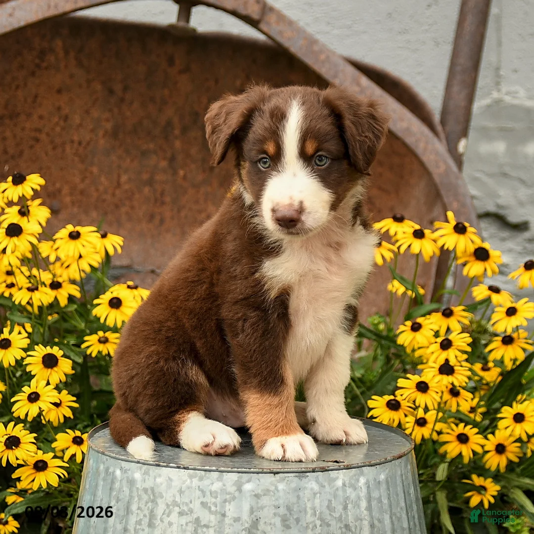 Australian Shepherd dogs for sale: Fletcher - Ad 1
