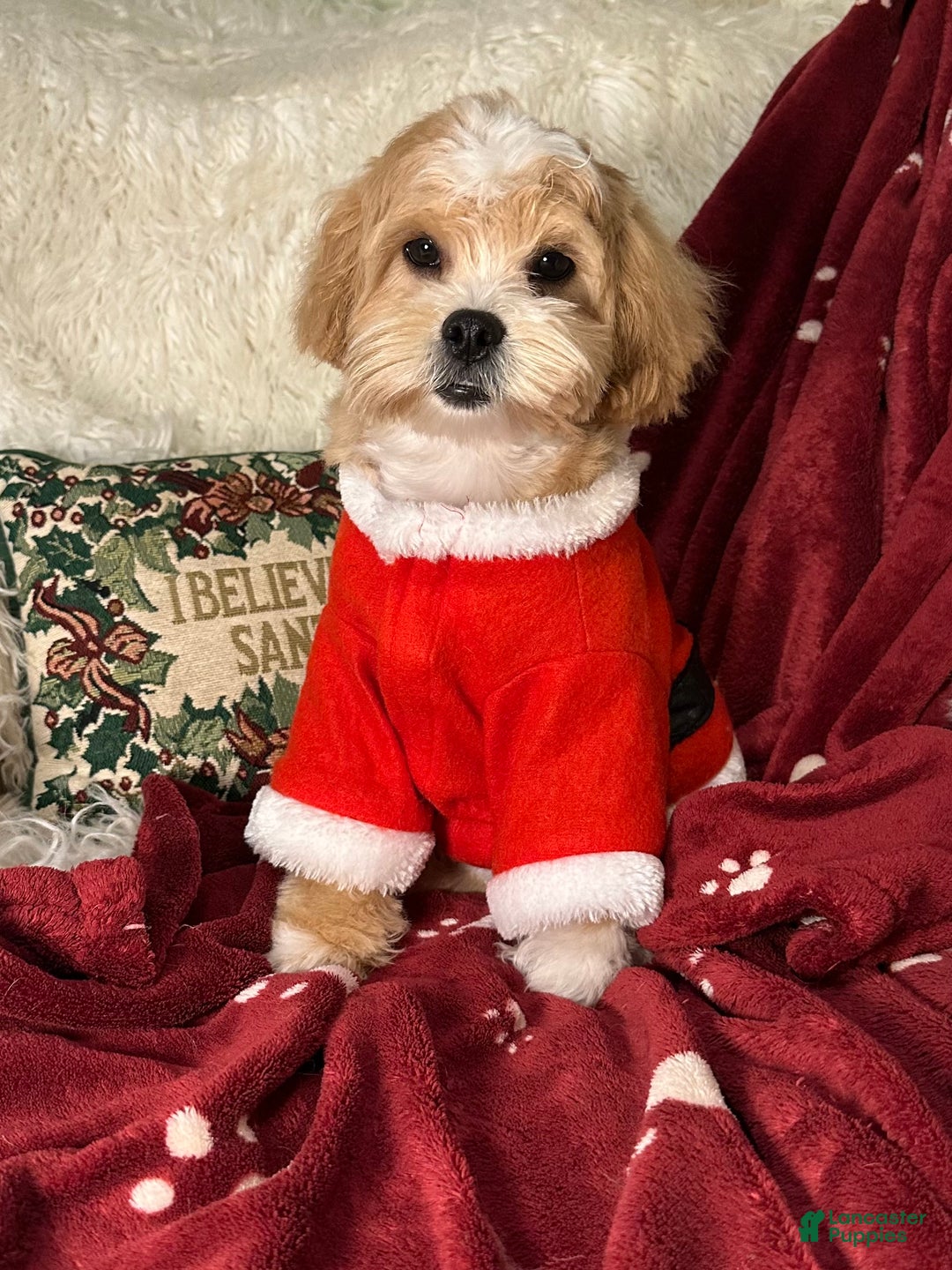 Mixed Breed dogs for sale: Winter - Ad 2