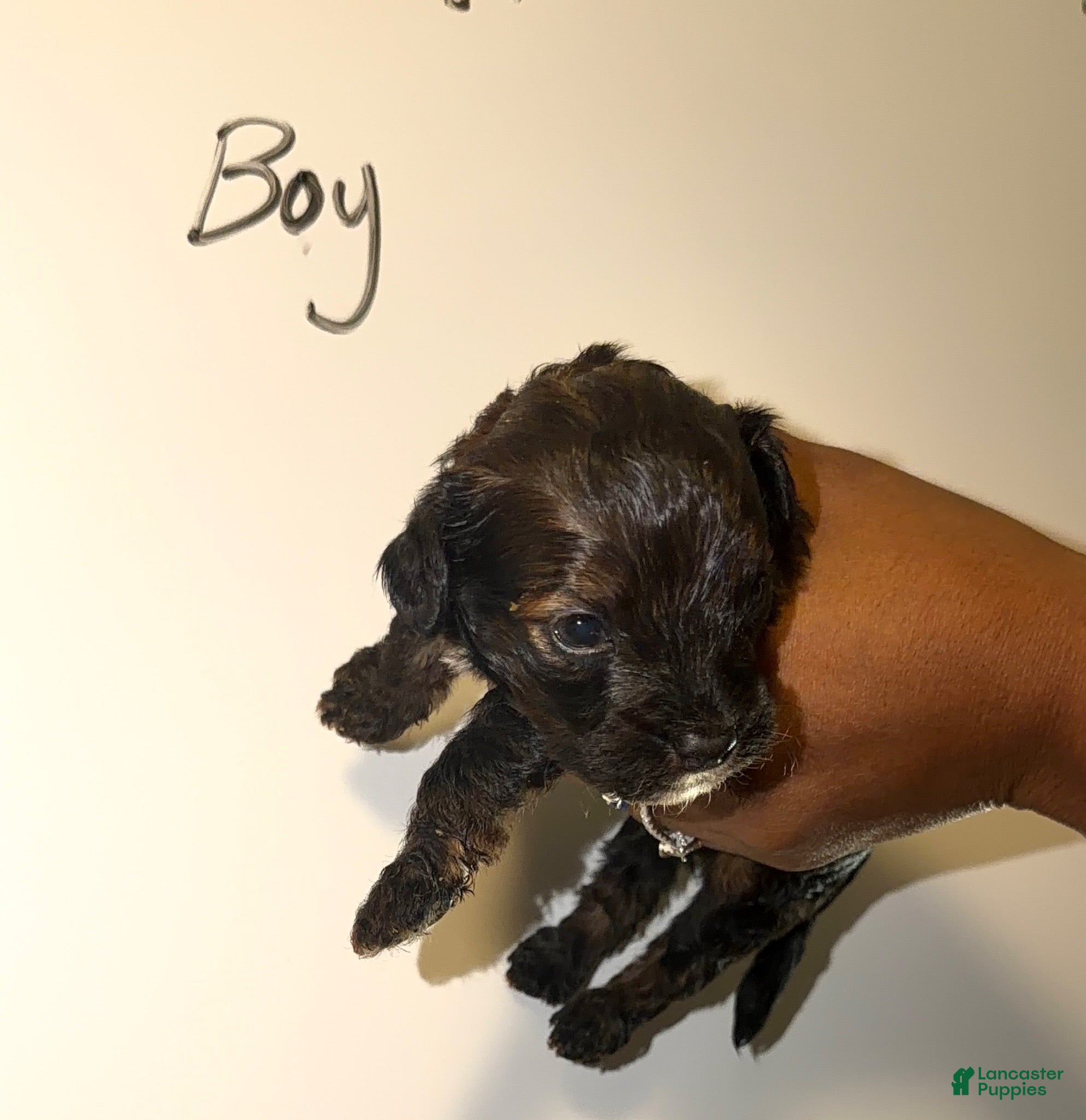 Shihpoo dogs Shihpoo 2 - Ad 1