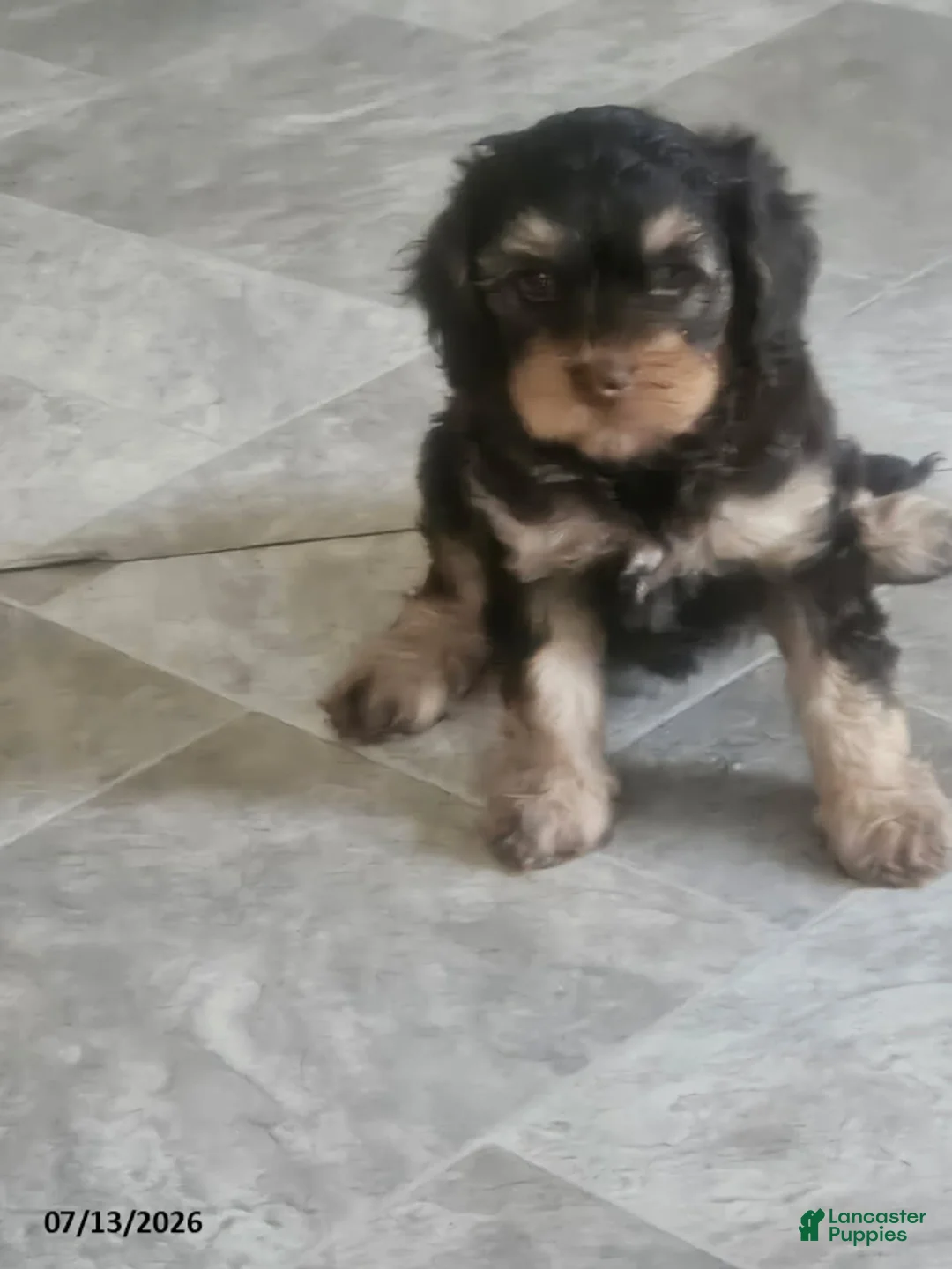Cavapoo dogs for sale: Gloria - Ad 3