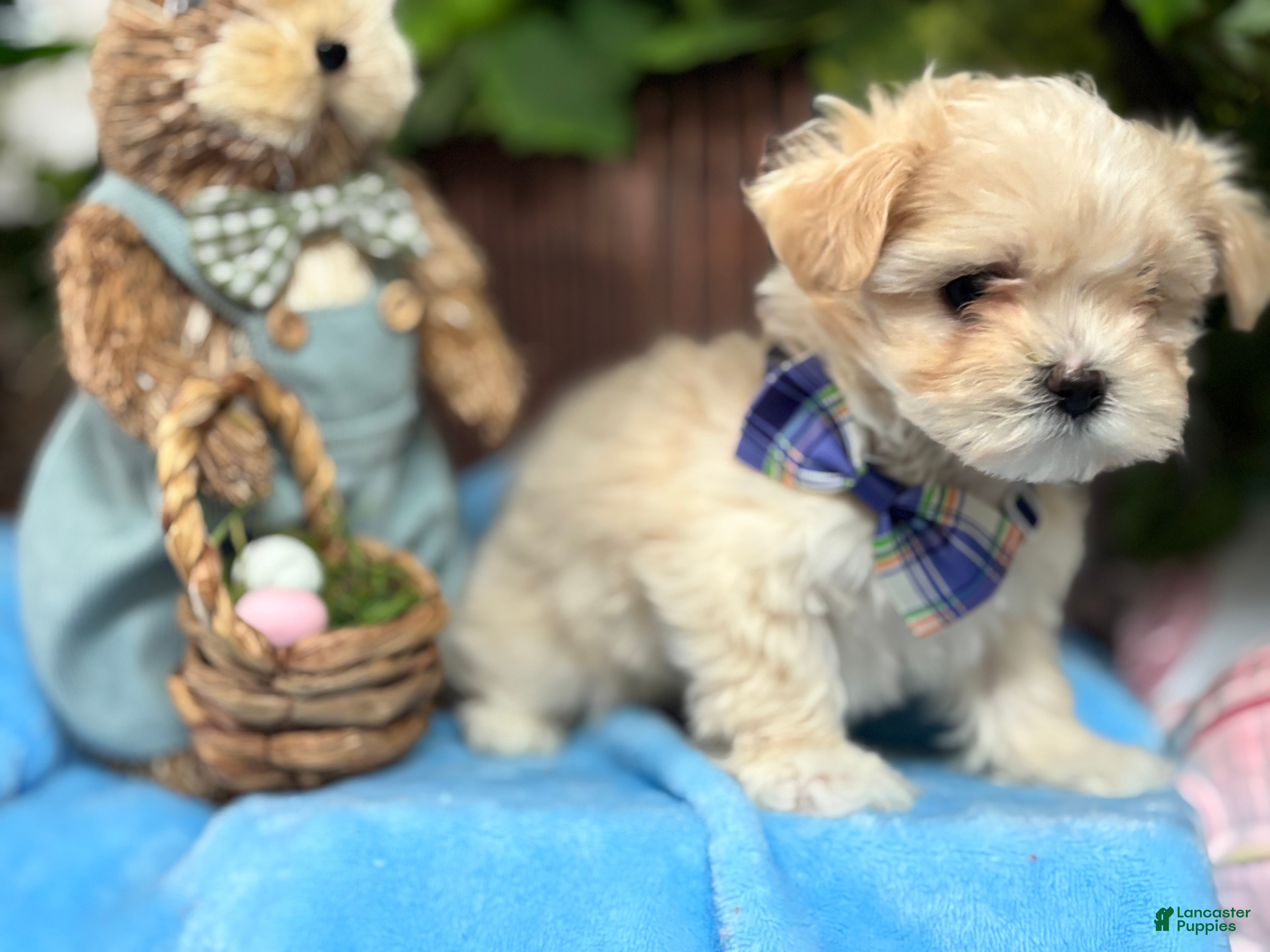 Maltipoo dogs Tiny Henry - Ad 1