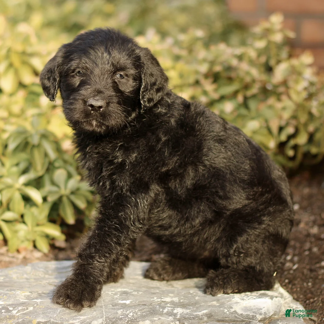 Labradoodle dogs for sale: Max  - Ad 4