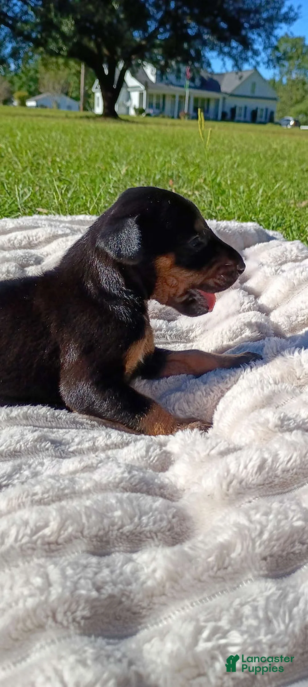 Doberman Pinscher dogs for sale: Raven - Ad 2