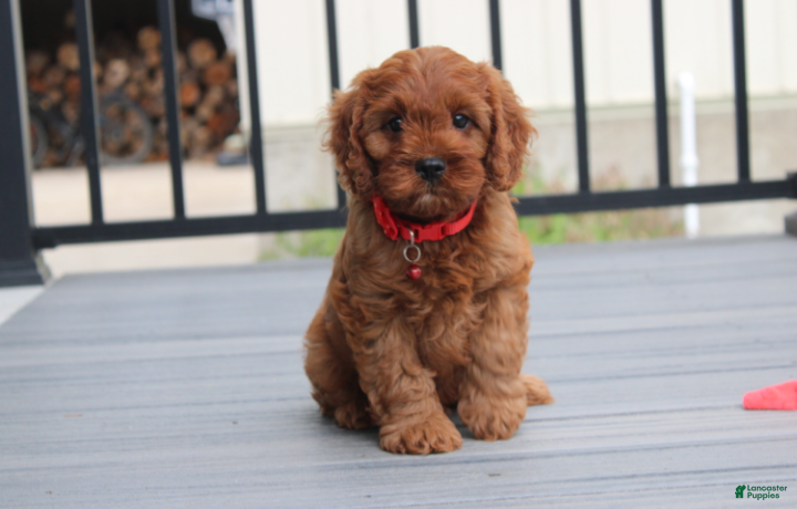 Cavapoo dogs Max - Ad 2