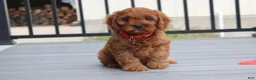 Cavapoo dogs for sale: Max - Ad 2