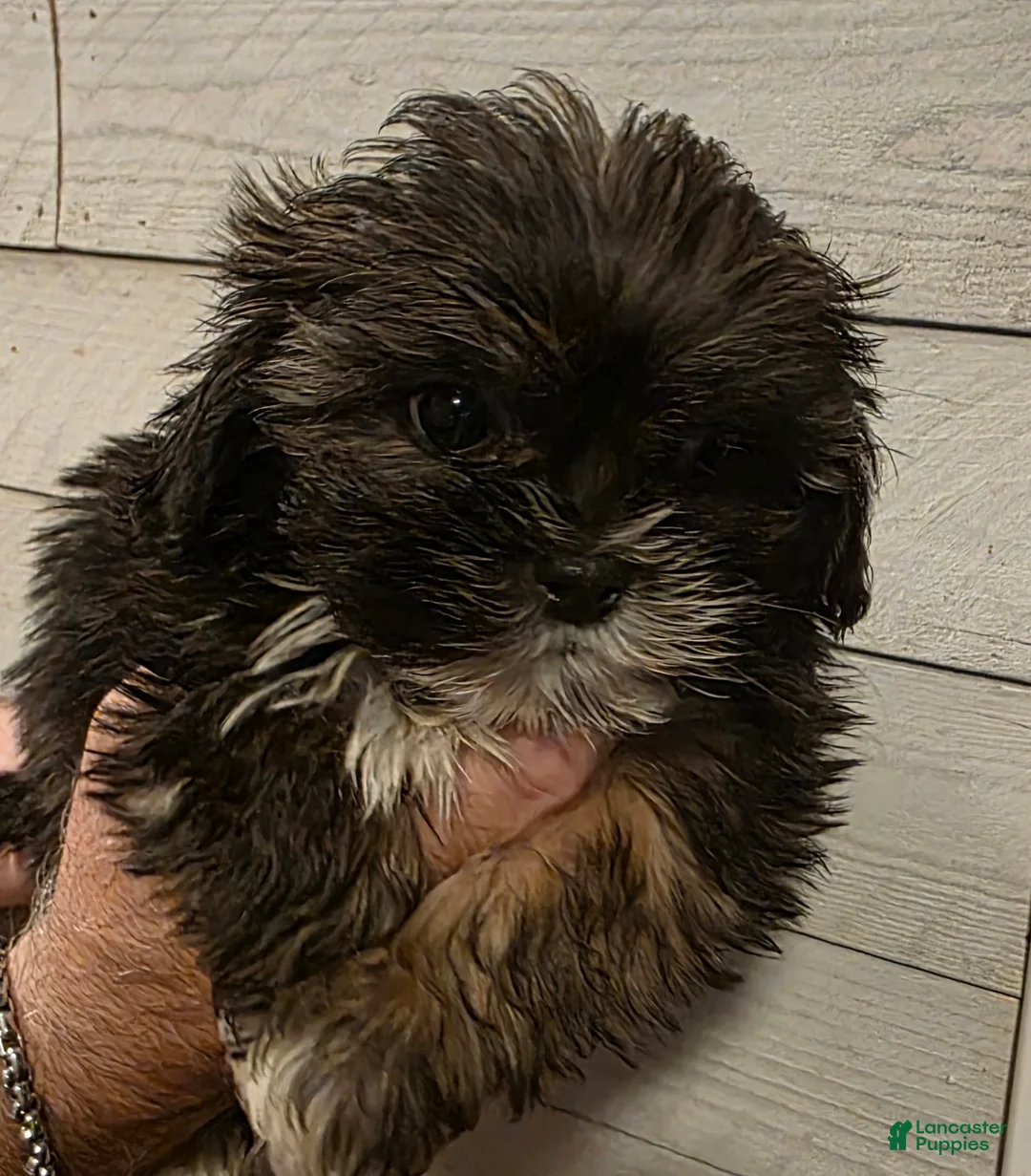 Shih Tzu dogs for sale: Parker  - Ad 3