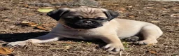 Pug dogs for sale: Sadie  - Ad 4