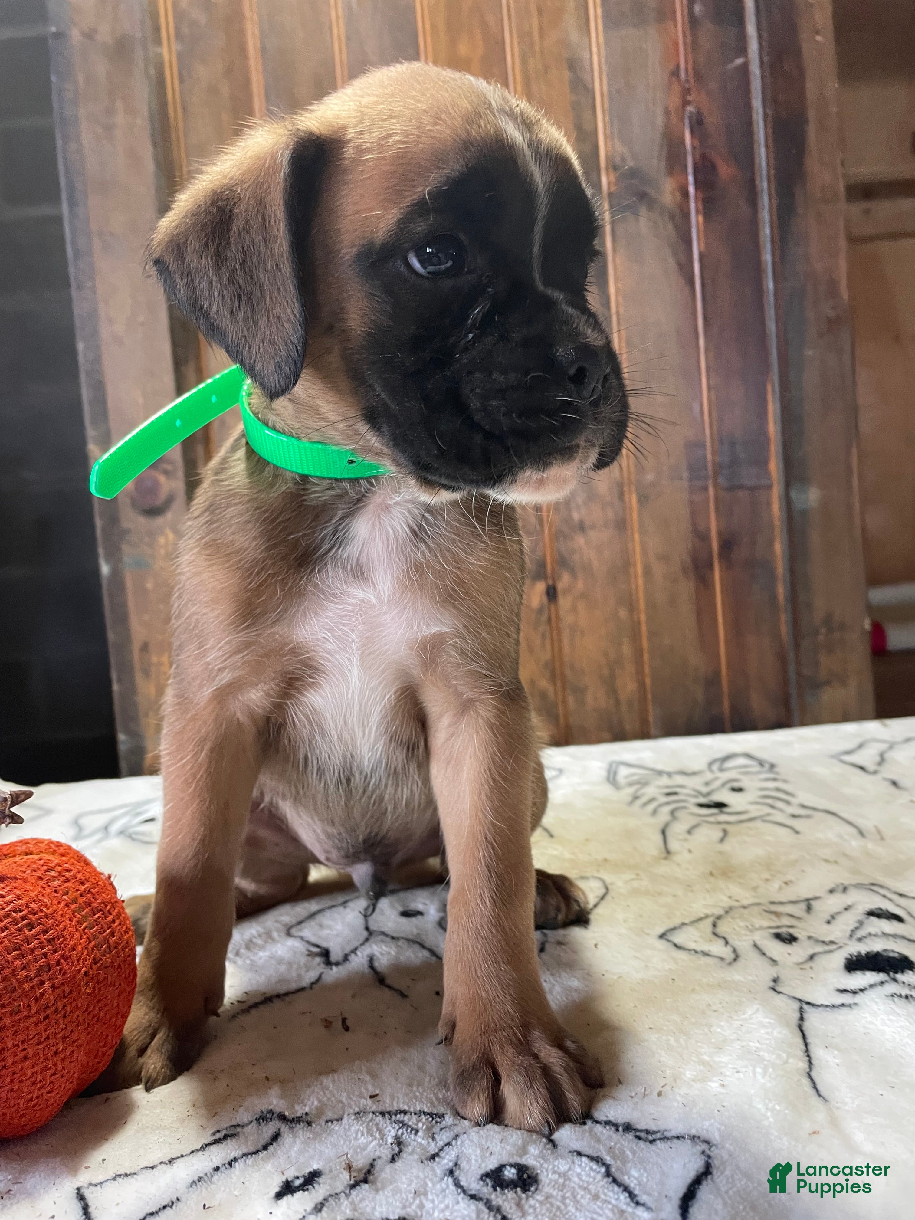 Boxer dogs Graham - Ad 2