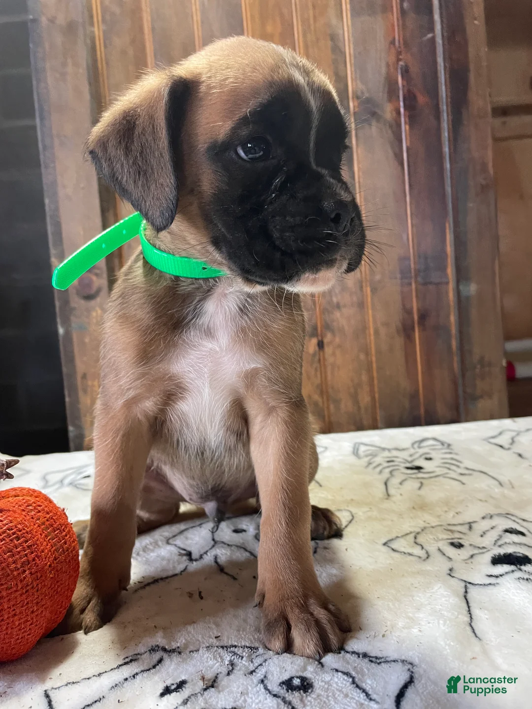 Boxer dogs for sale: Graham - Ad 2