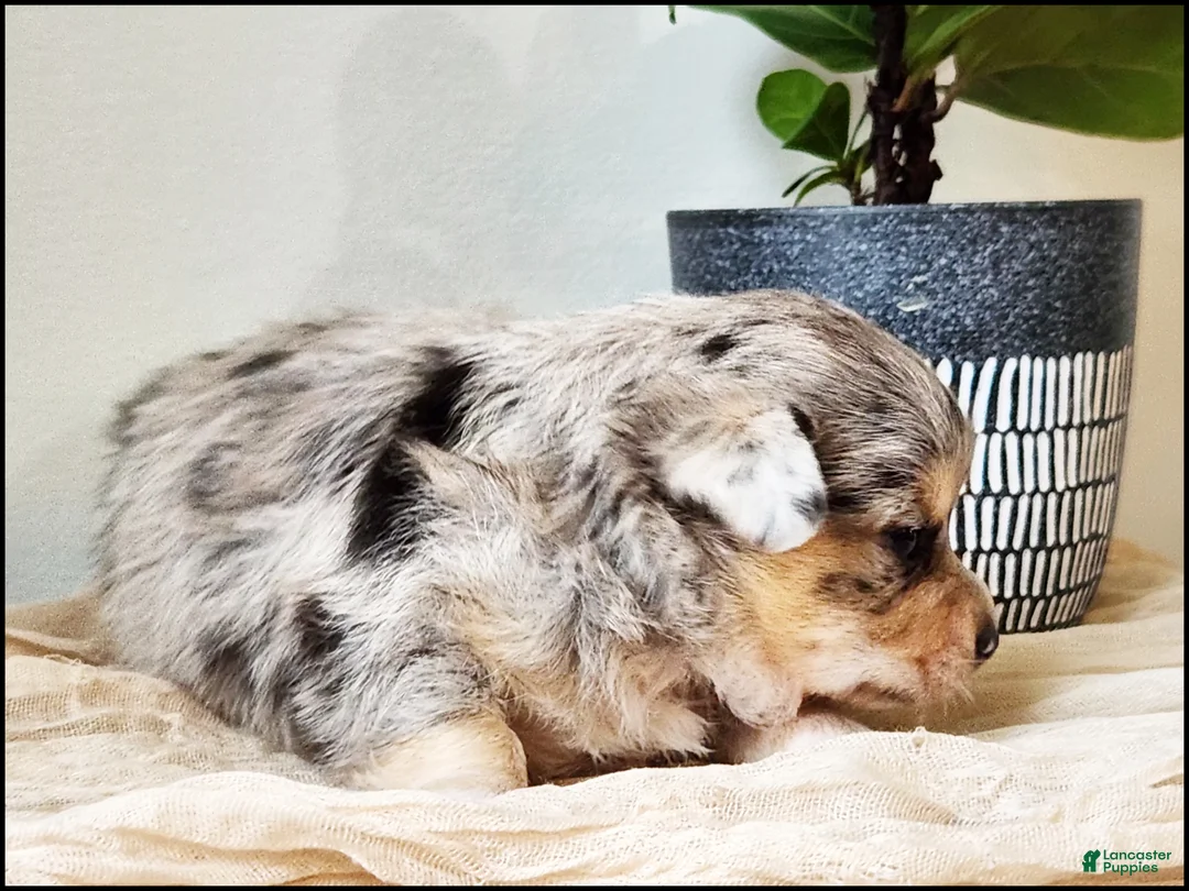 Chihuahua dogs for sale: Azhure - Ad 3