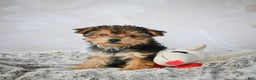 Yorkshire Terrier dogs for sale: Jeremy - Ad 6