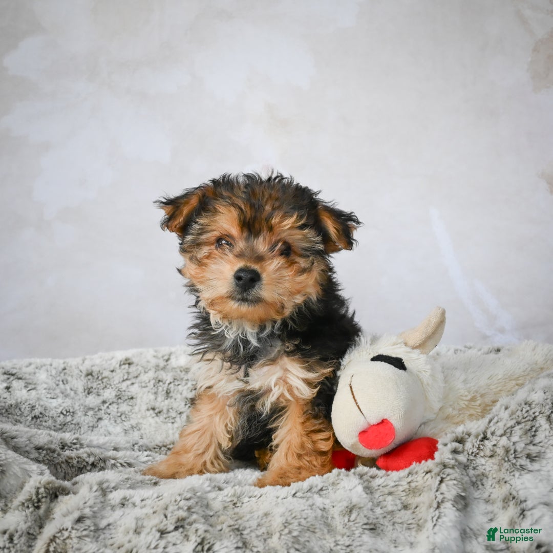 Yorkshire Terrier dogs for sale: Jeremy - Ad 6