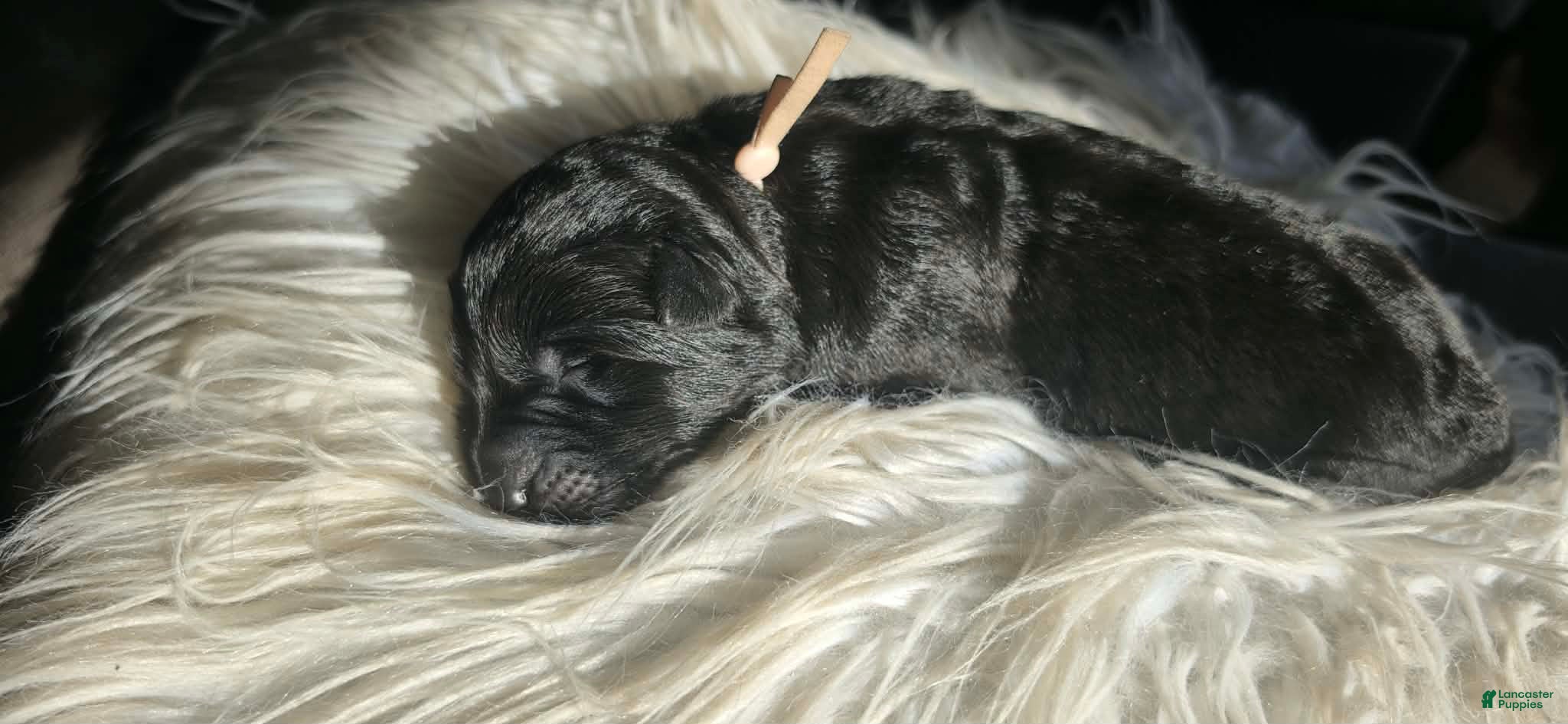 German Shepherd dogs Siggy - Pink Collar  - Ad 1