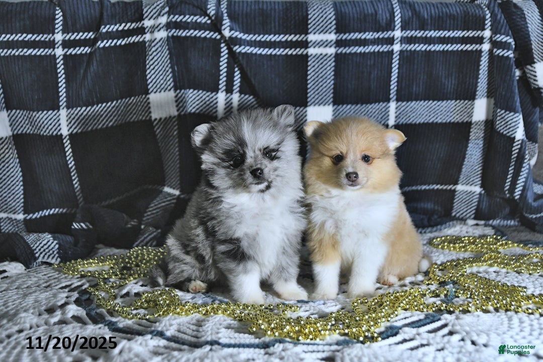 Pomeranian dogs for sale: Ryker GENETIC CLEARED - Ad 8