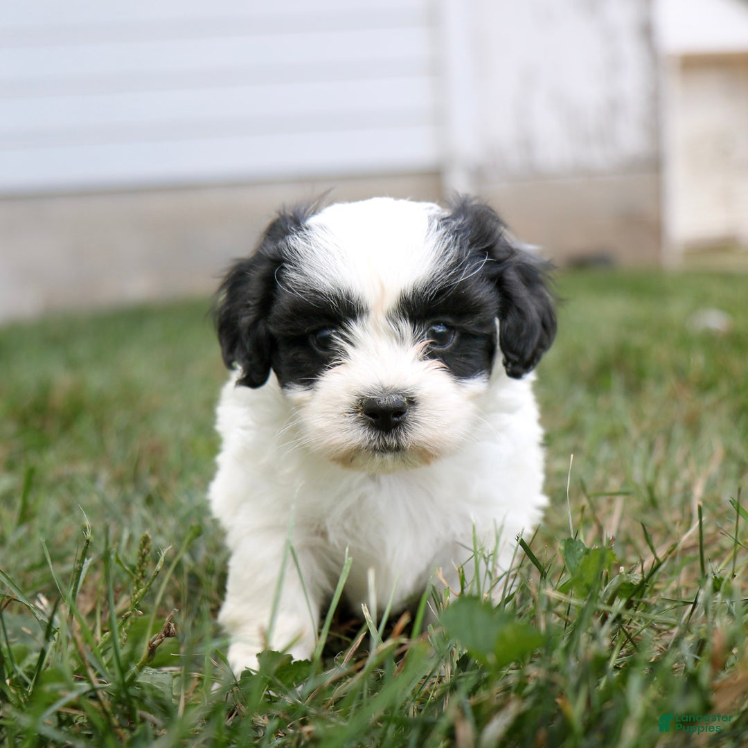 Teddy Bear dogs for sale: Oliver  - Ad 4