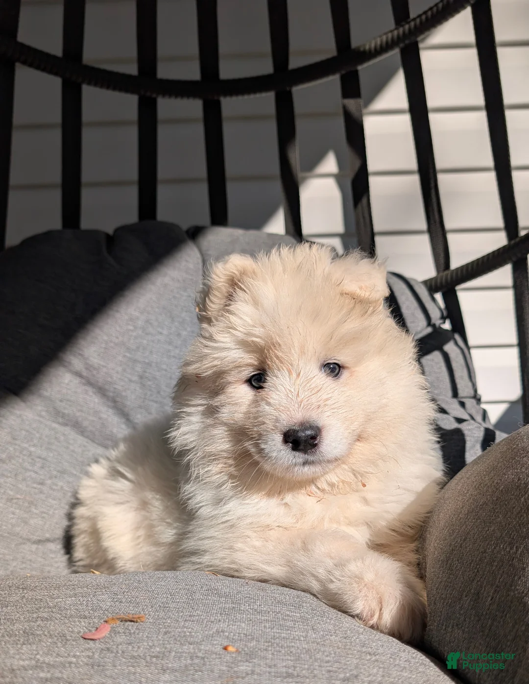 Samoyed dogs for sale: Emma - Ad 2