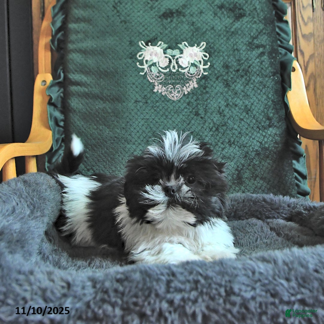 Shih Tzu dogs for sale: Calab - Ad 2