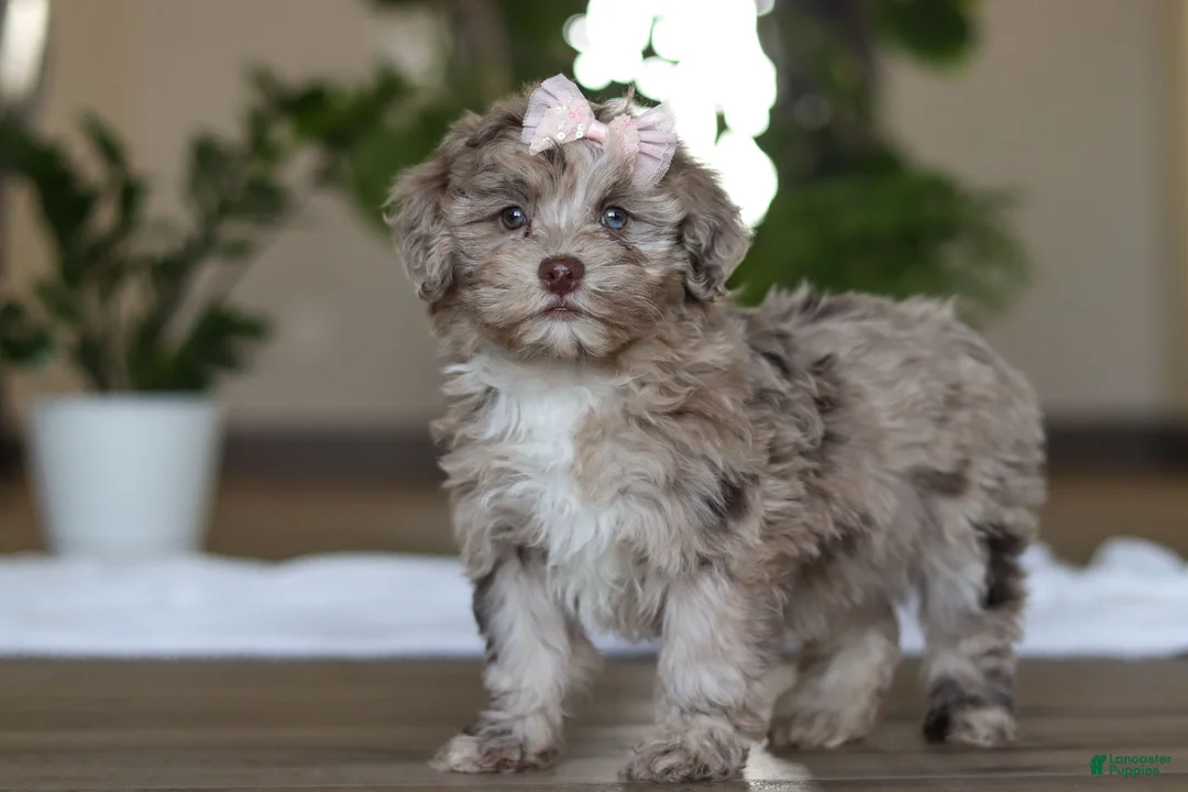 Havapoo dogs for sale: Skye - Ad 4