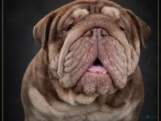English Bulldog dogs Dubs - Ad 8