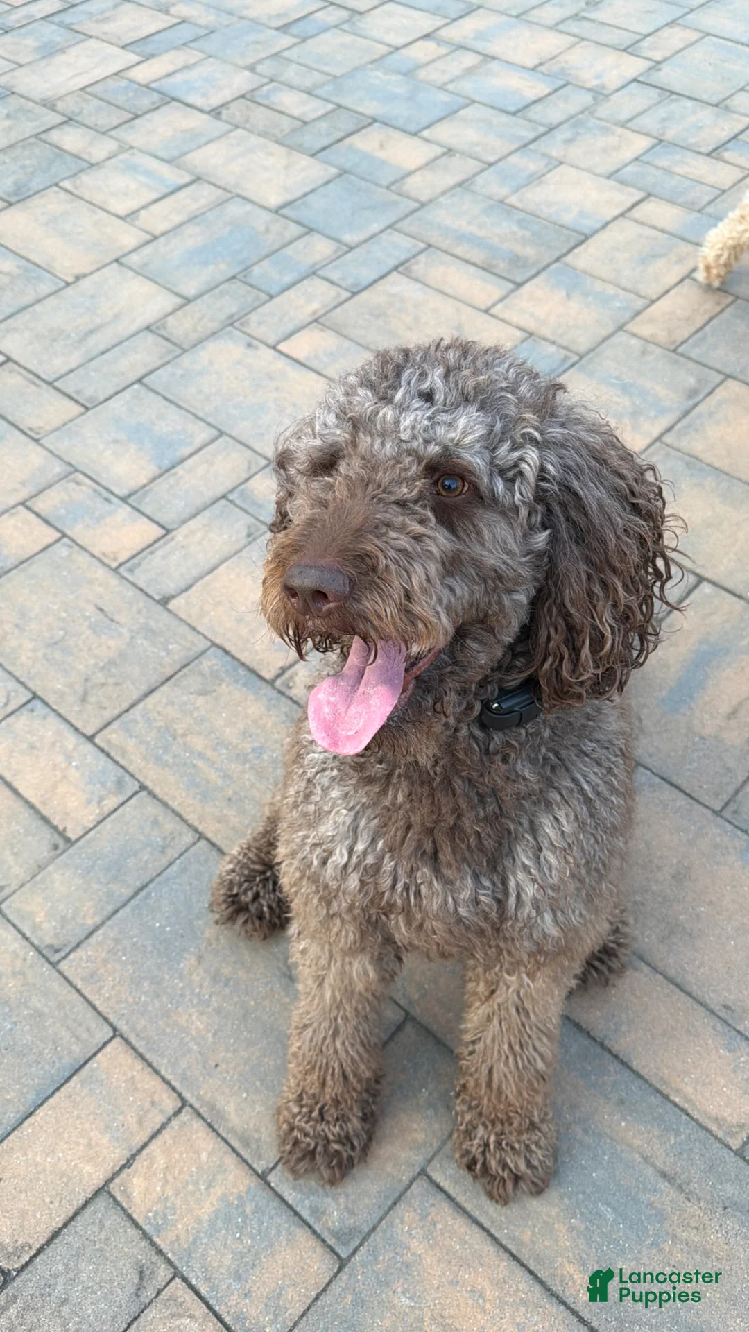 Labradoodle dogs for stud: Proven Labradoodle Stud - Ad 1