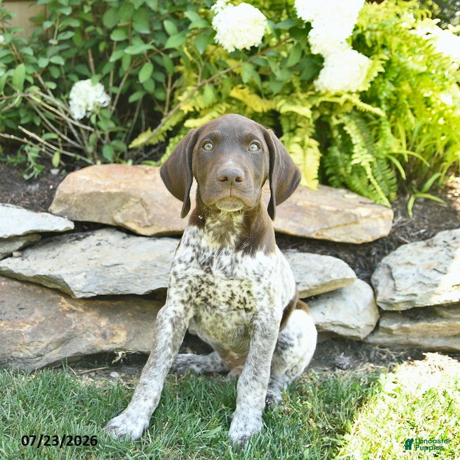 German Shorthaired Pointer dogs Jack  - Ad 1