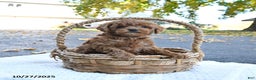 Cockapoo dogs for sale: Cherry - Ad 9