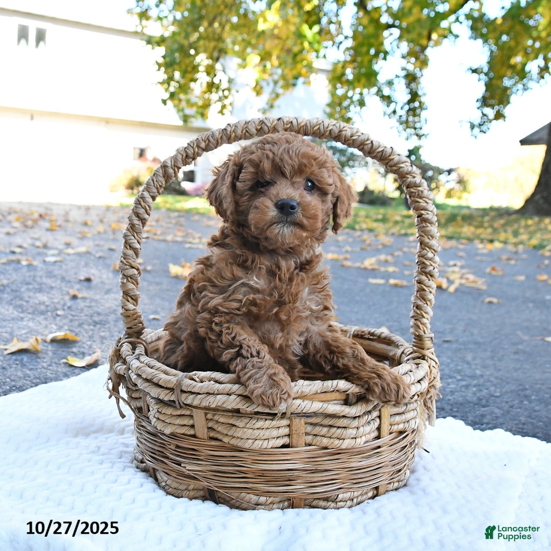 Cockapoo dogs for sale: Cherry - Ad 9