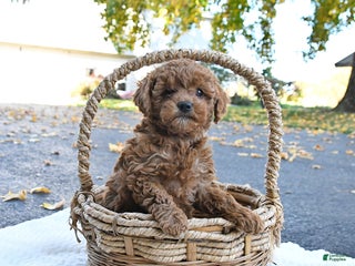 Cockapoo dogs - Ad 27