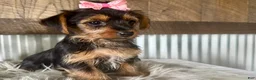Yorkshire Terrier dogs for sale: Sage - Ad 6