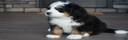 Mini Bernedoodle dogs for sale: Jax - Ad 5