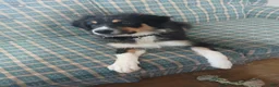 Australian Shepherd dogs for sale: Australian Shepherd Puppy Rip - Ad 3