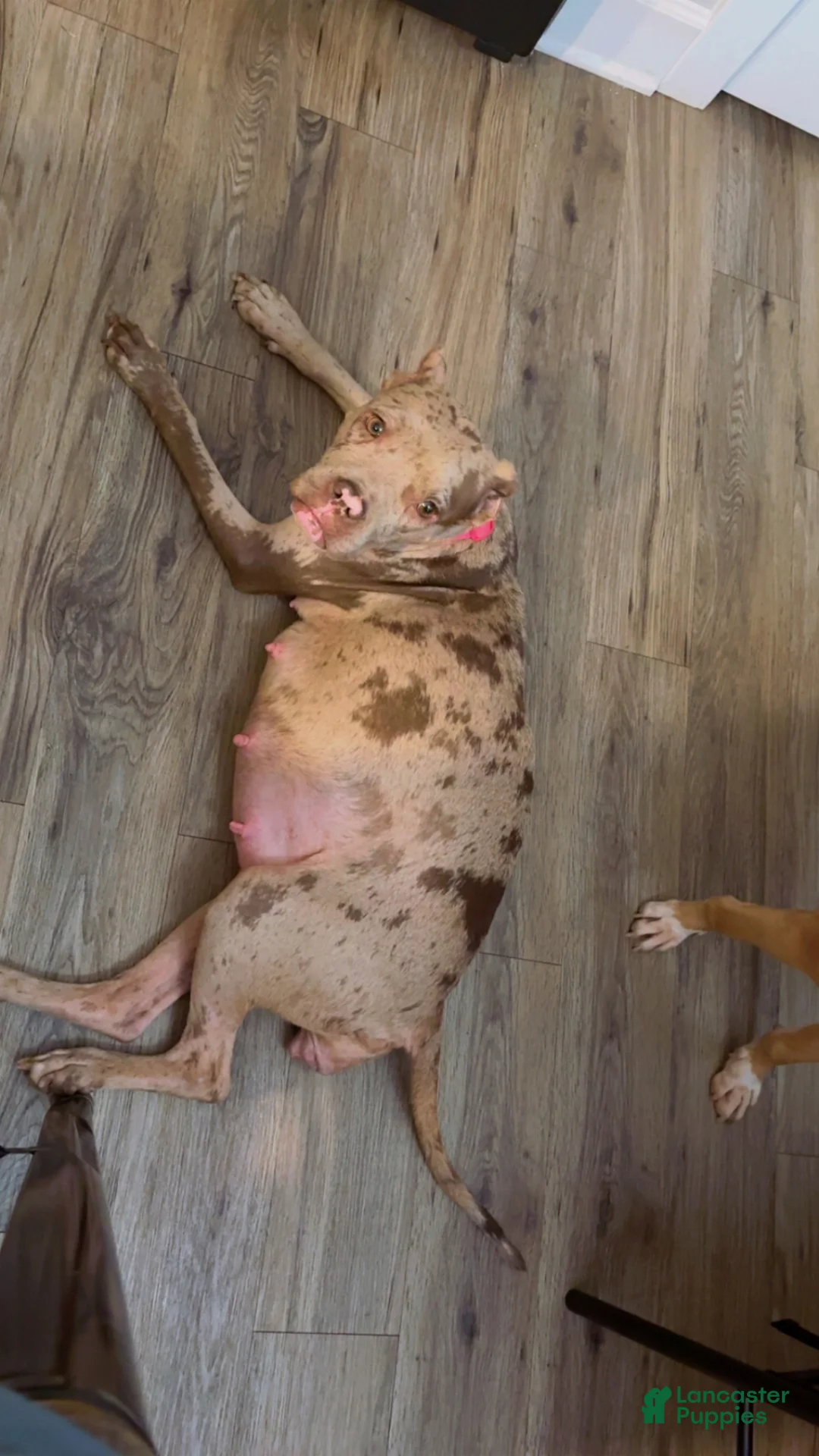 American Pit Bull Terrier dogs for sale: American Pit Bull Terrier Puppy 2 - Ad 3