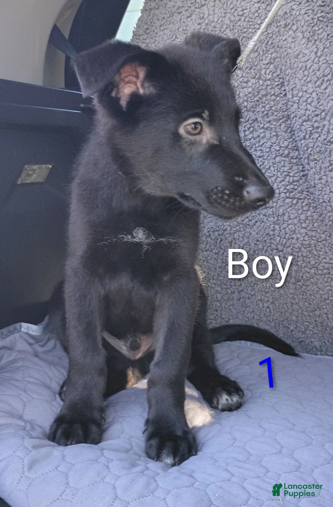 German Shepherd dogs for sale: German Shepherd 1 - Ad 1