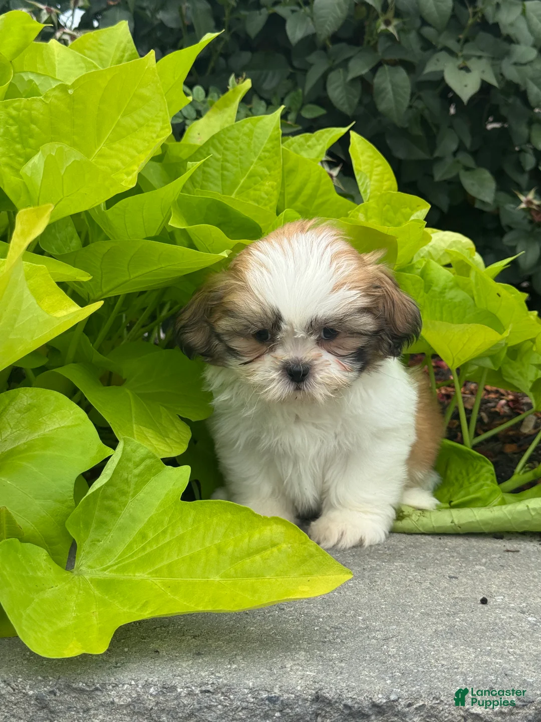 Shih Tzu dogs for sale: Sandy - Ad 2