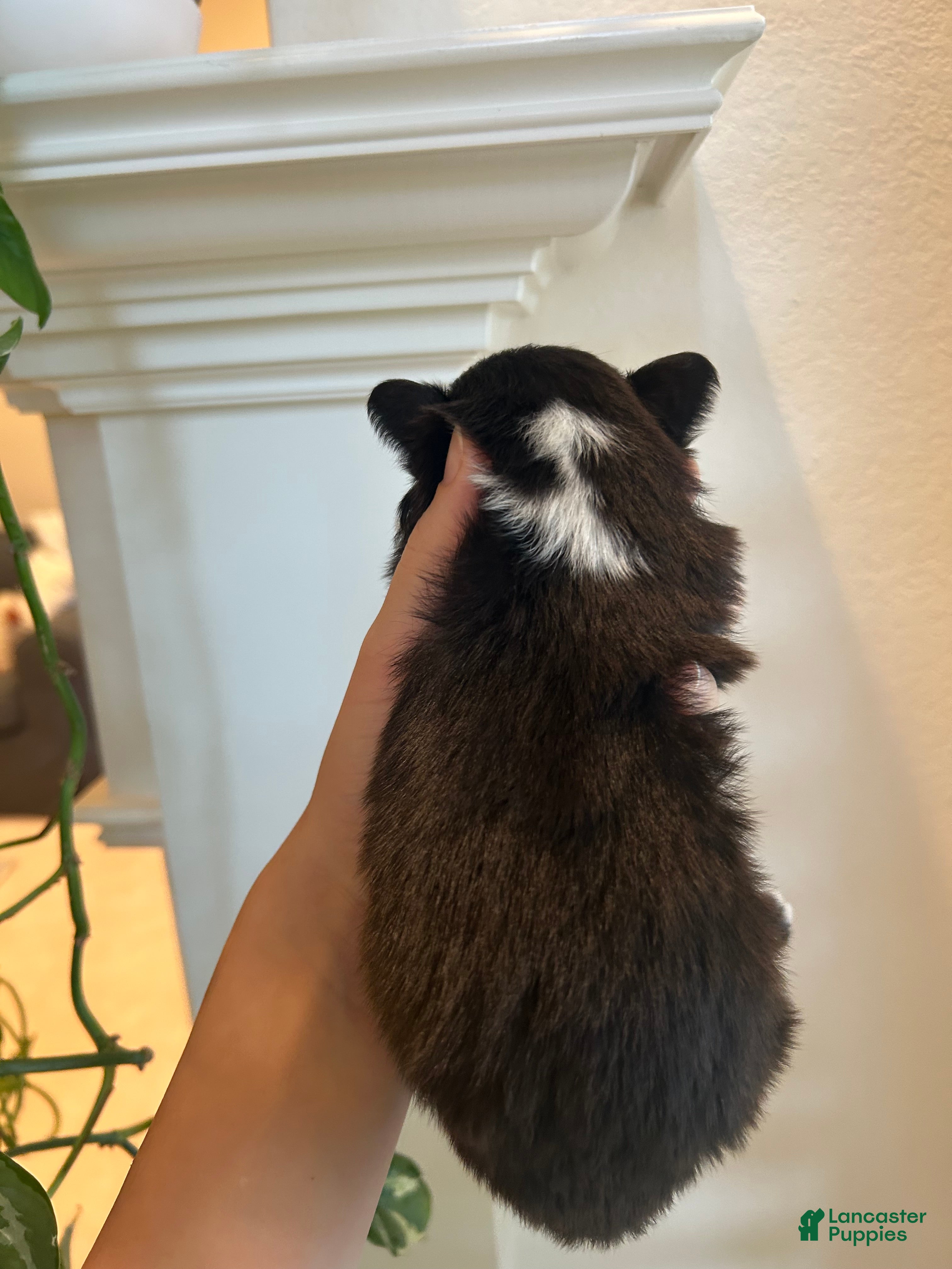 Miniature Australian Shepherd dogs for sale: Sunny - Ad 6