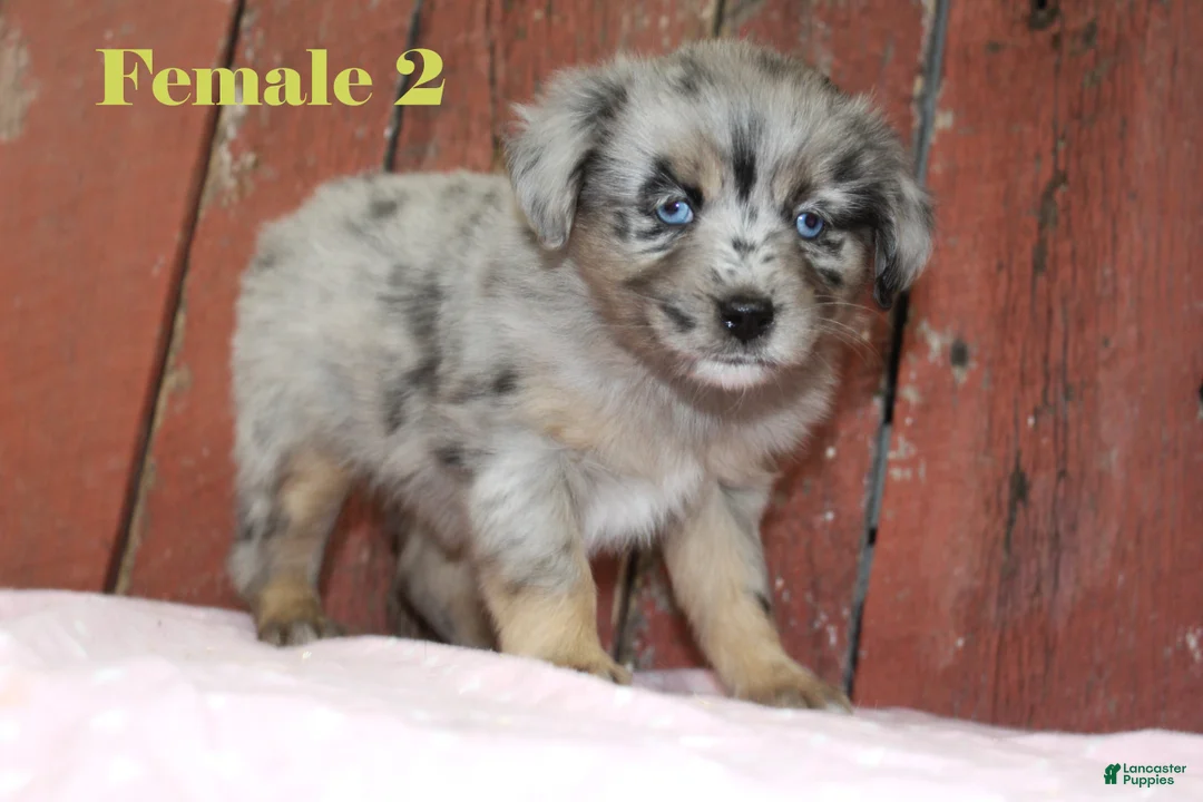Miniature Australian Shepherd dogs for sale: Miniature Australian Shepherd Puppy 3 - Ad 2