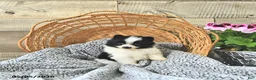 Pomeranian dogs for sale: Anson - Ad 2