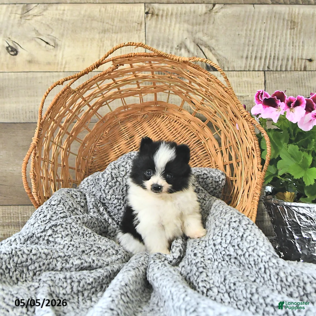 Pomeranian dogs for sale: Anson - Ad 2