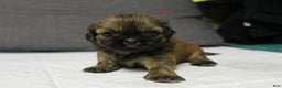 Shih Tzu dogs for sale: Link - Ad 11