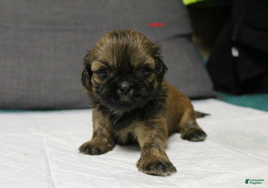 Shih Tzu dogs for sale: Link - Ad 11