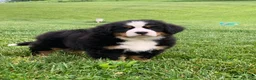 Bernese Mountain Dog dogs for sale: Willow  - Ad 7