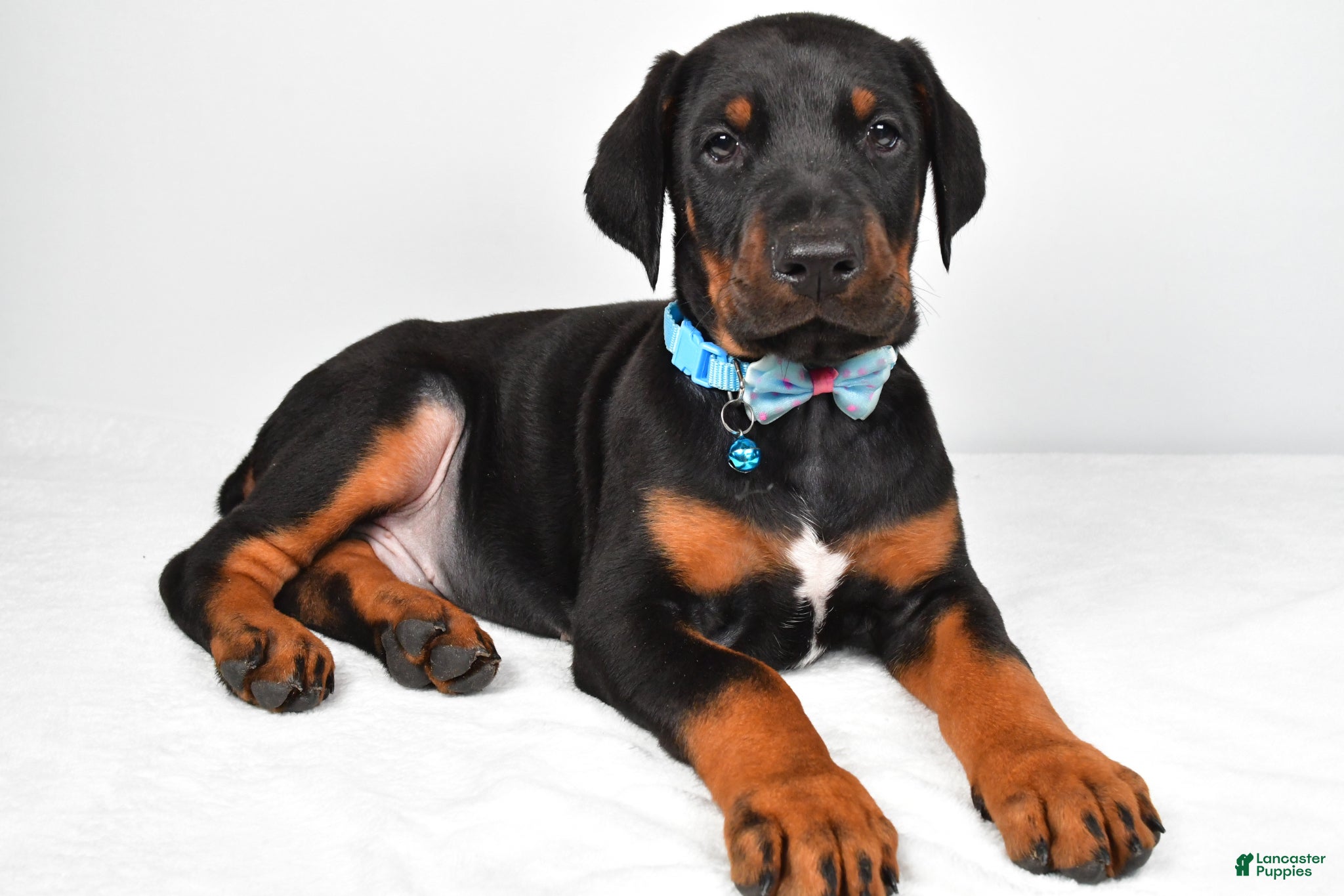 Doberman Pinscher dogs Luke - Ad 2