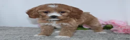 Cockapoo dogs for sale: Kamilla - Ad 3
