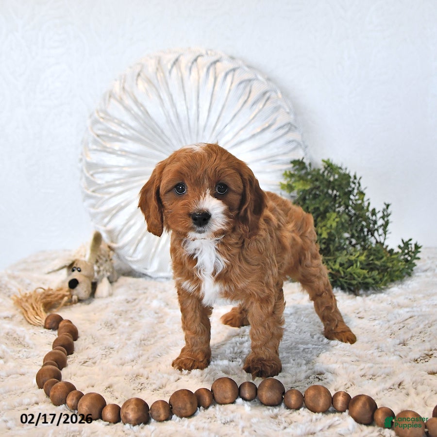 Cavapoo dogs Rita EXTRA SMALL - Ad 1